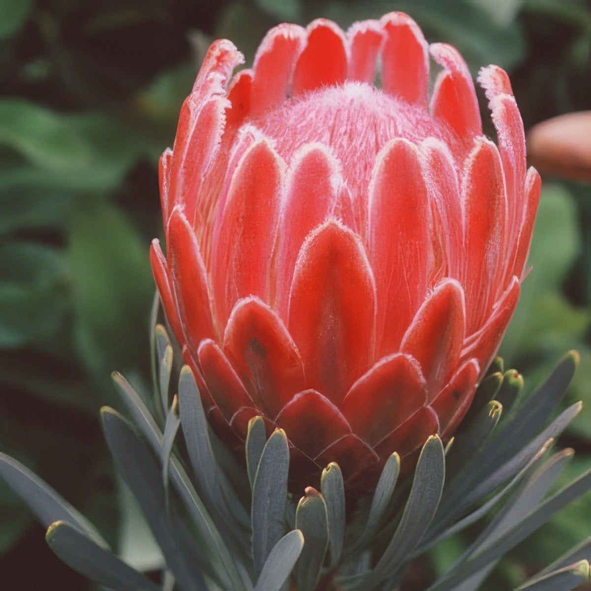 Protea Venus 15 - Garden Express Australia