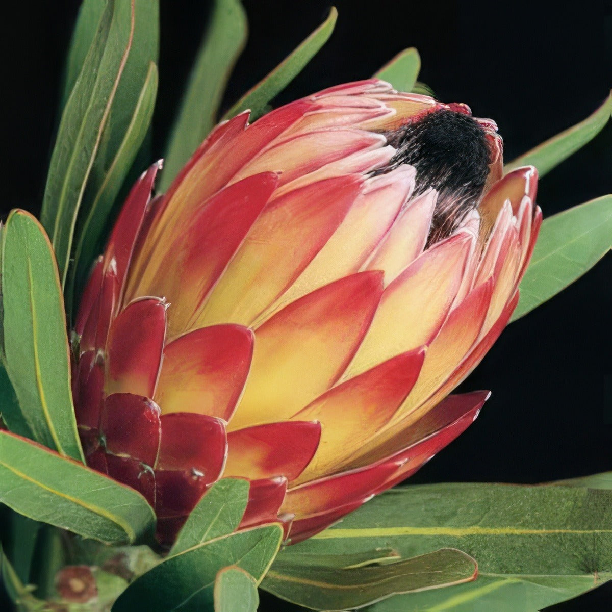 Protea Possum Magic - Garden Express Australia