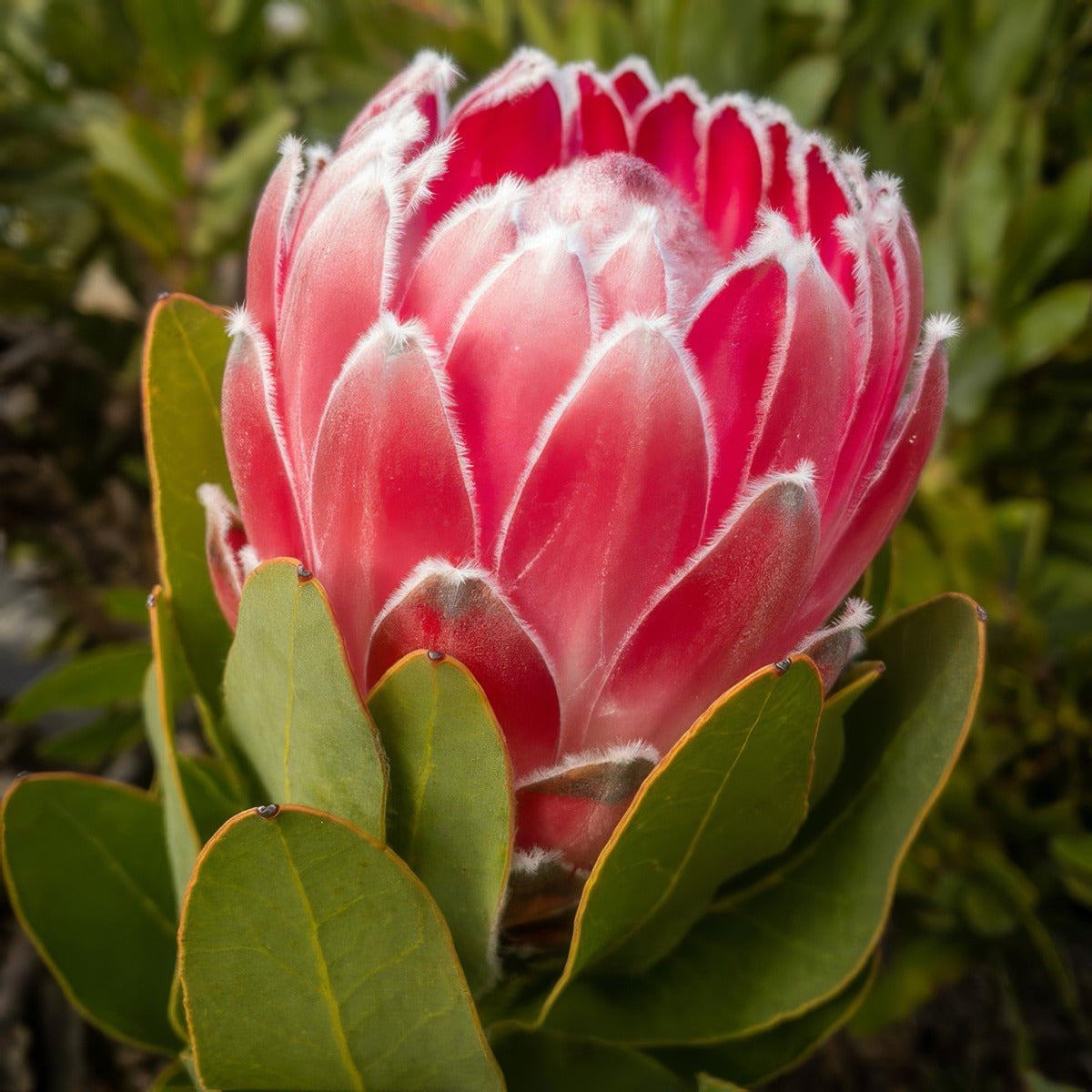 Protea Pink Princess P14proppr - Garden Express Australia