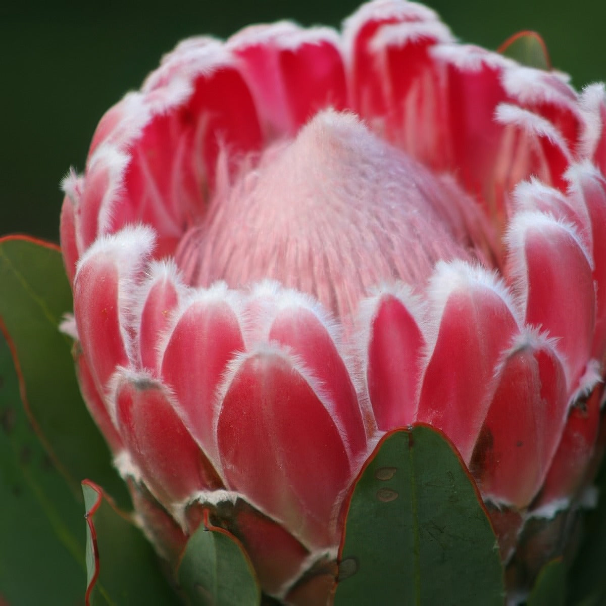 Protea Compacta By Sb616 Via Wiki P75procom - Garden Express Australia
