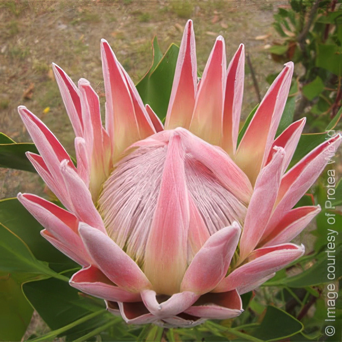 King Pink - Garden Express Australia
