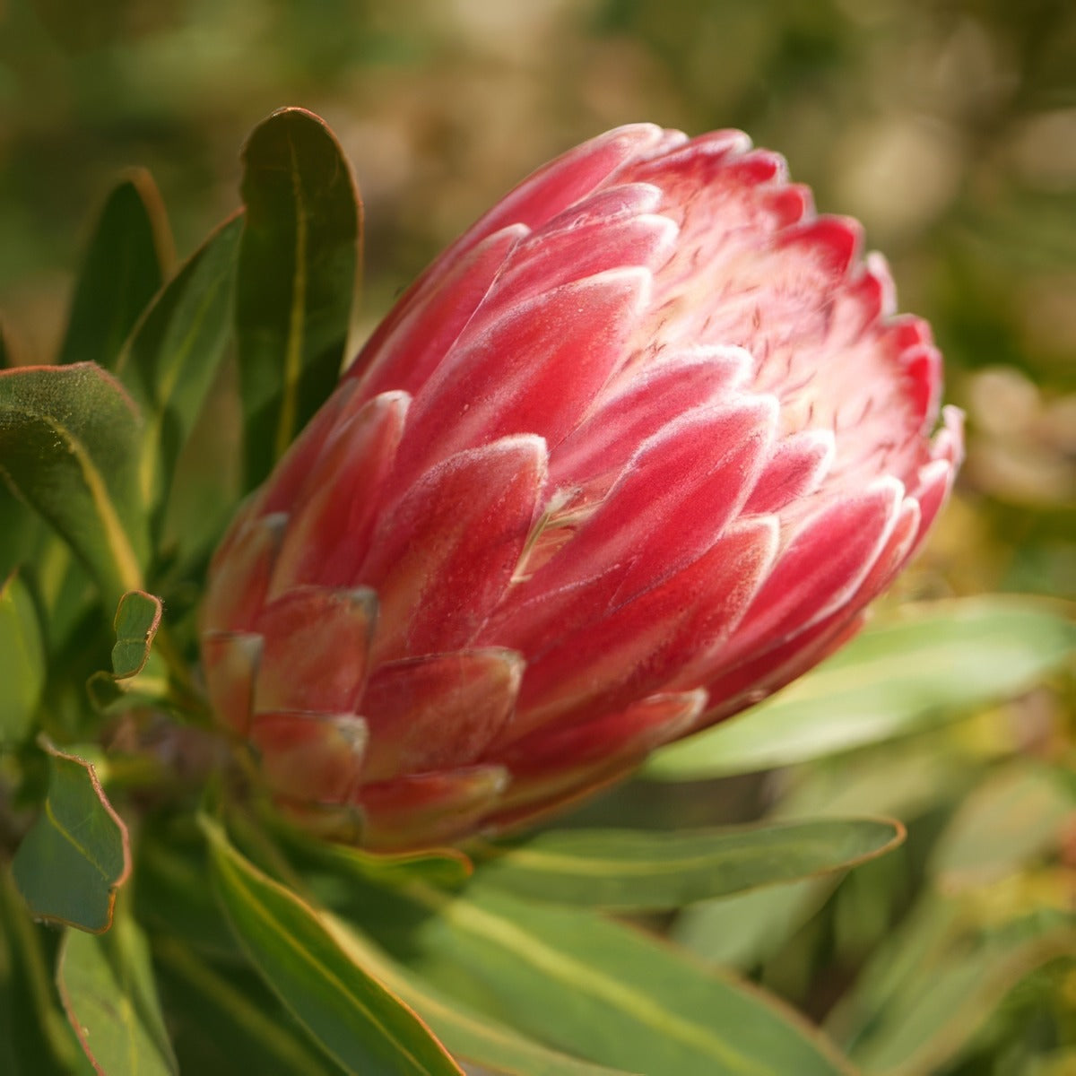 Protea Lancelot P75prolan - Garden Express Australia