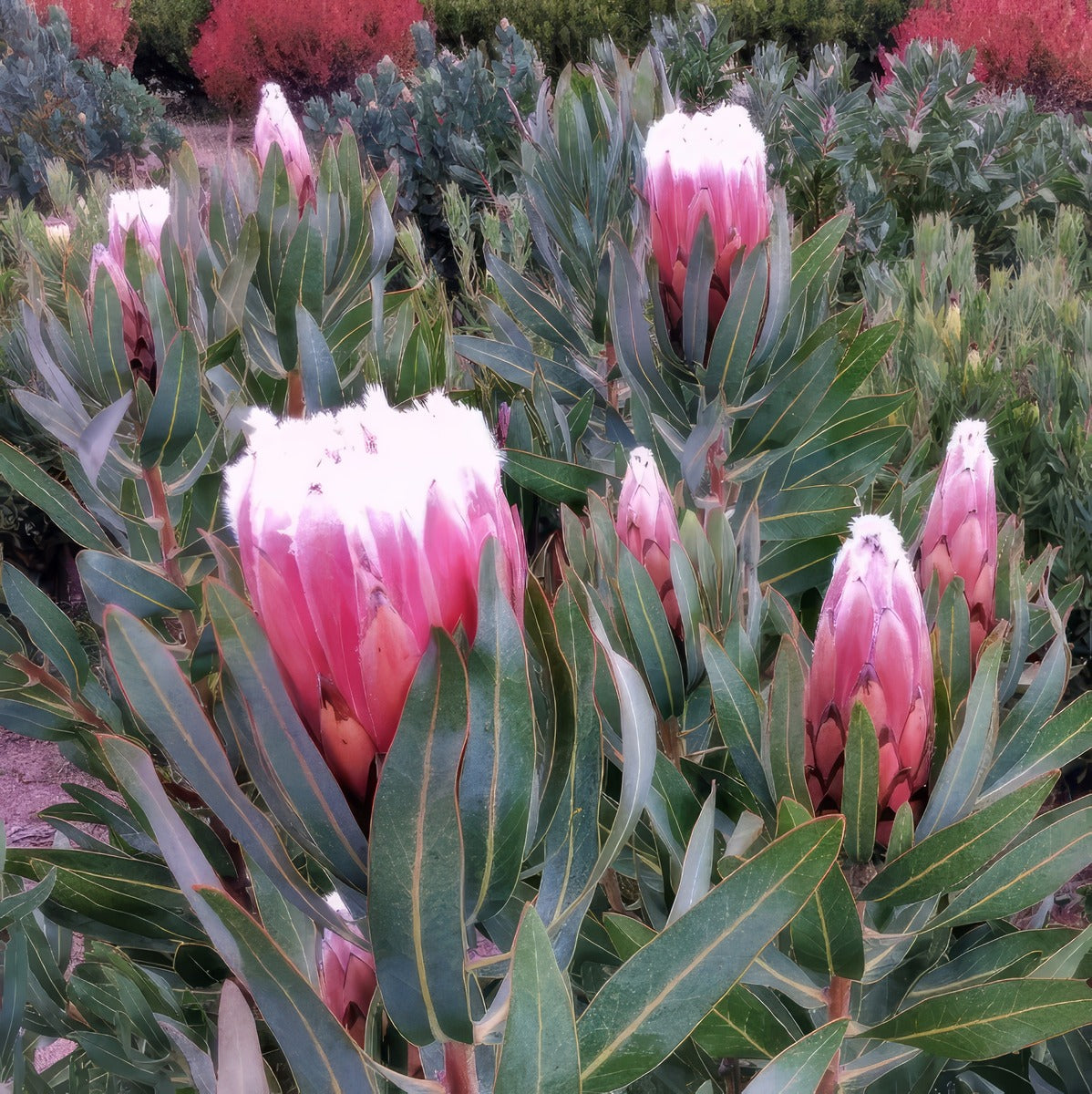 Protea Polar Blush P75propbl - Garden Express Australia