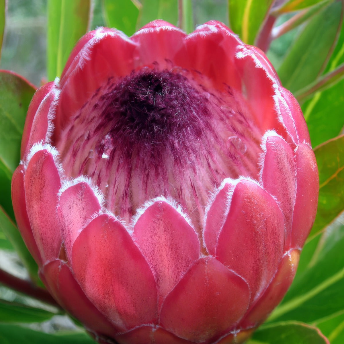 Protea Red Ice P75proric - Garden Express Australia