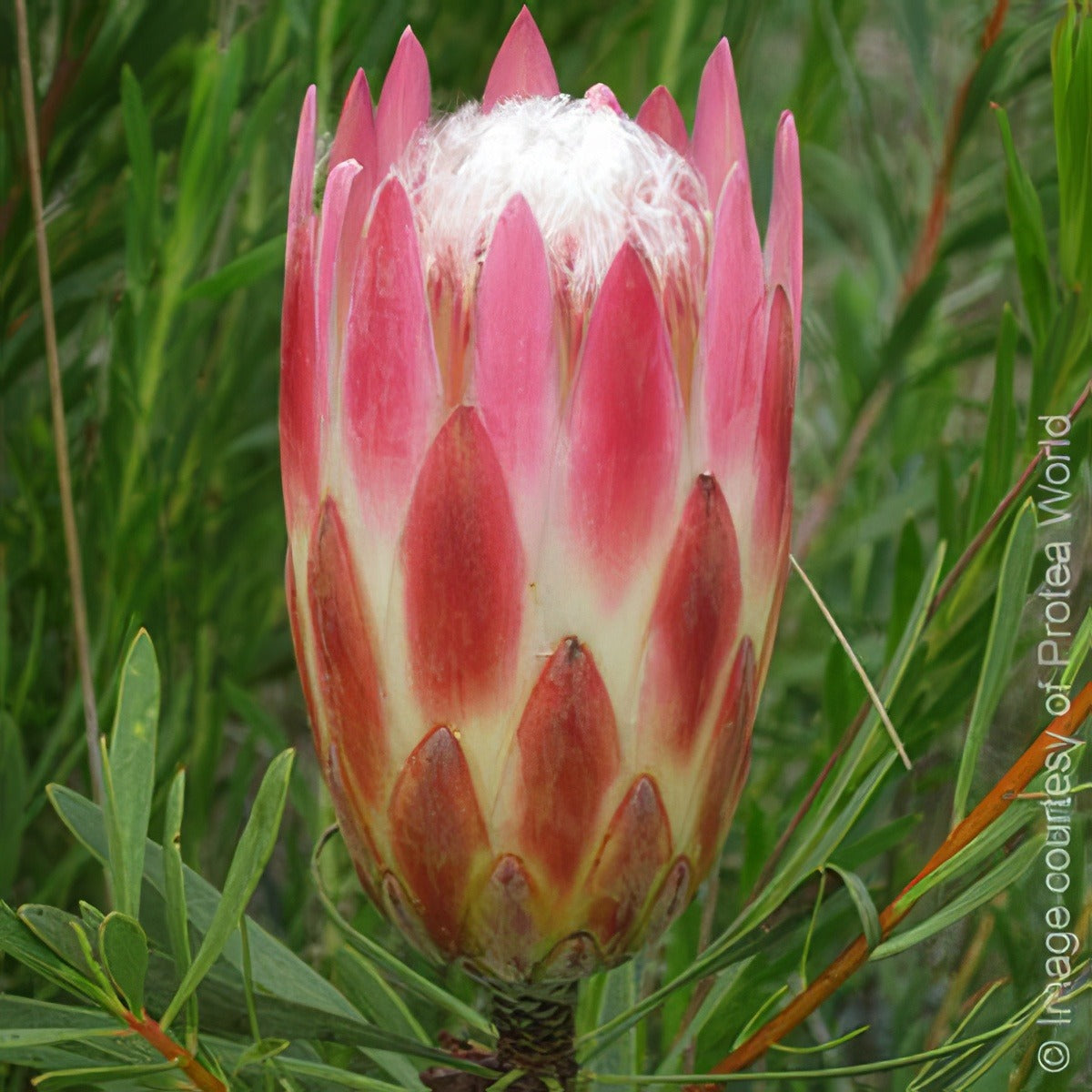 Red Repens - Garden Express Australia