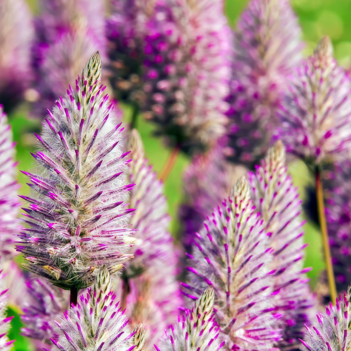 Ptilotus Rosie Pplptiros - Garden Express Australia