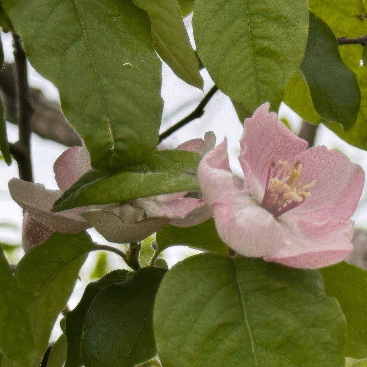 Quince Champion G1 - Garden Express Australia