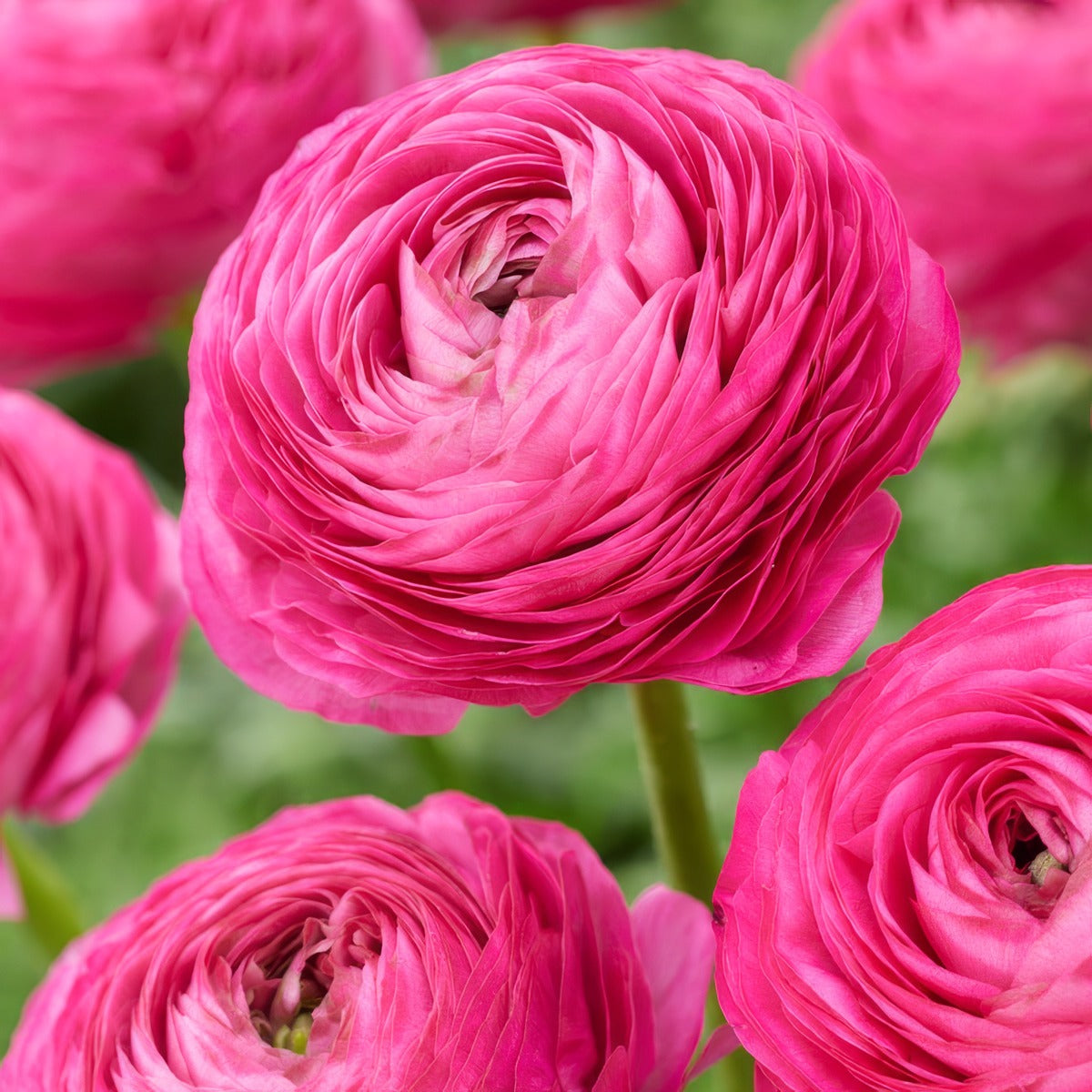 Ranunculi F1 Hot Pink Pkranfhp - Garden Express Australia