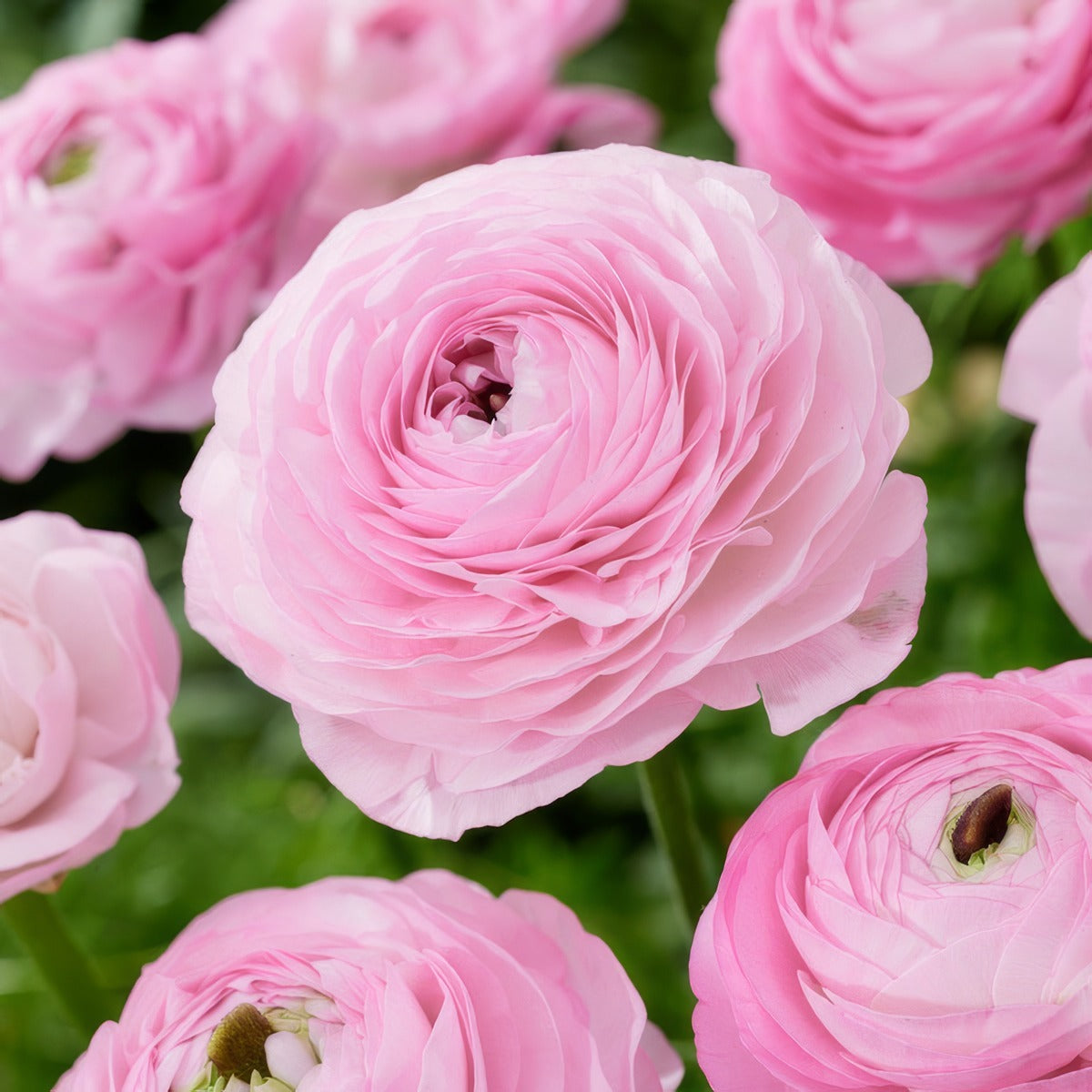 Ranunculi F1 Light Pink Pkranflp - Garden Express Australia