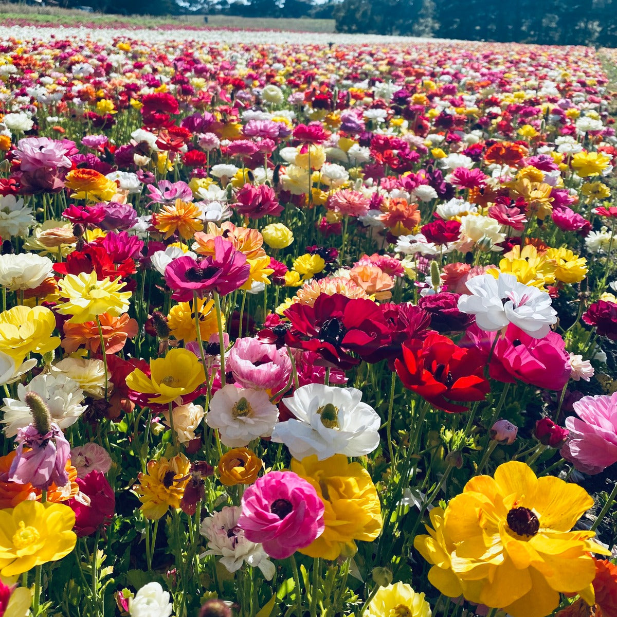 Ranunculi Mixed 2 Pkranmxd 2025 - Garden Express Australia