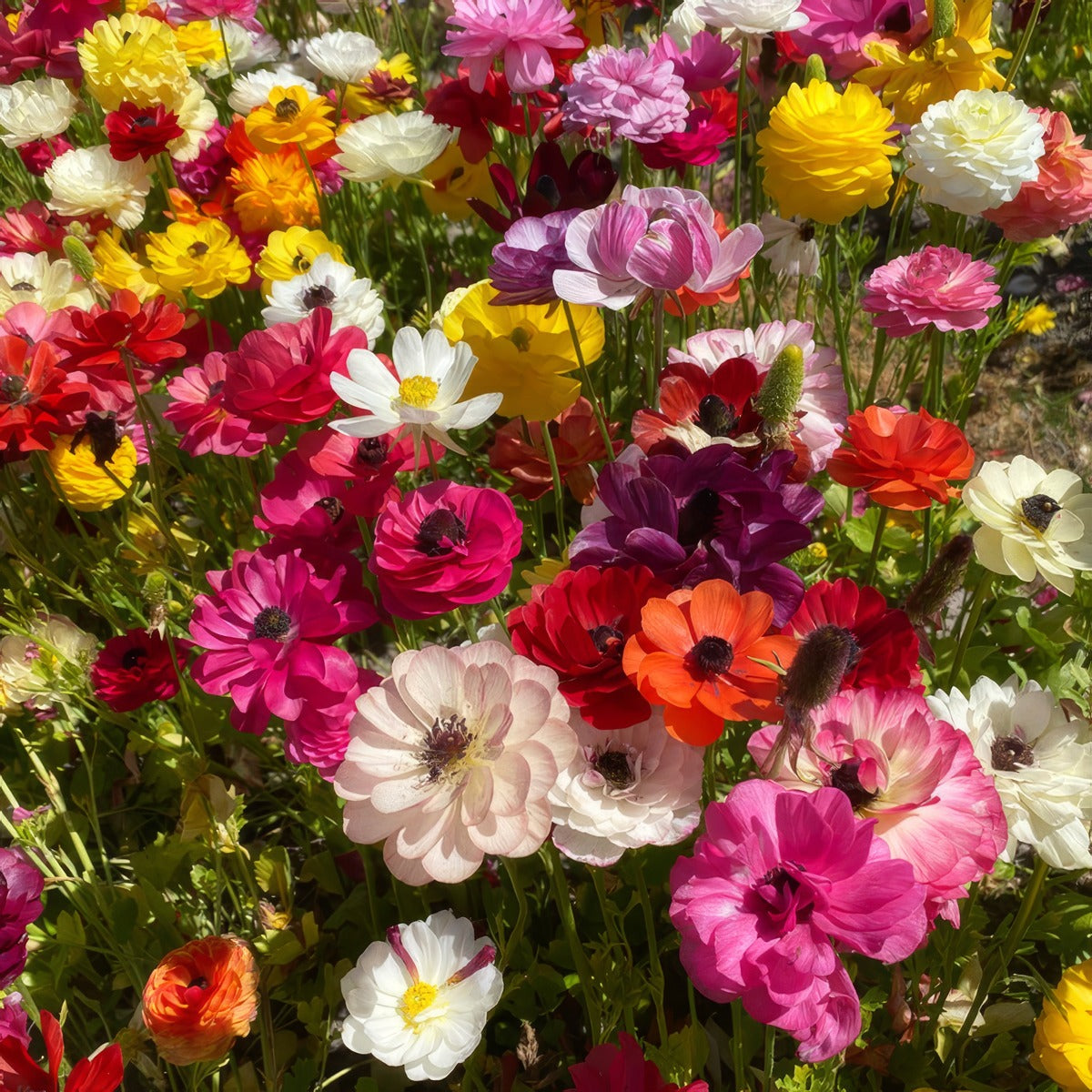 Ranunculi Mixed 3 Pkranmxd 2025 - Garden Express Australia