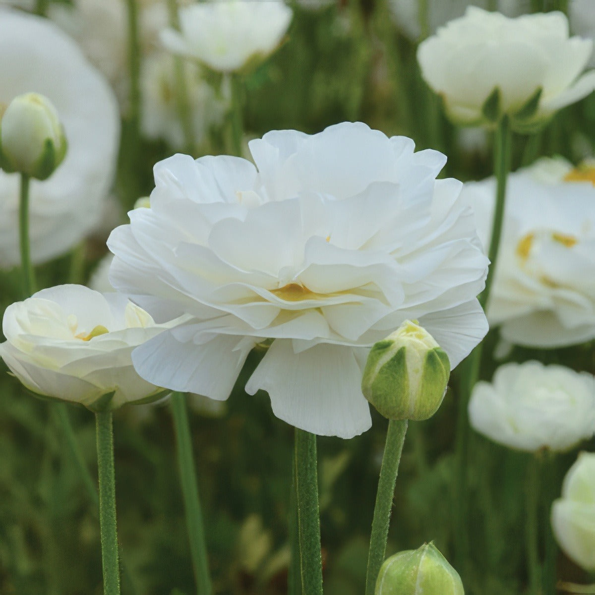 Ranunculi White Pkranwhi 2020 - Garden Express Australia