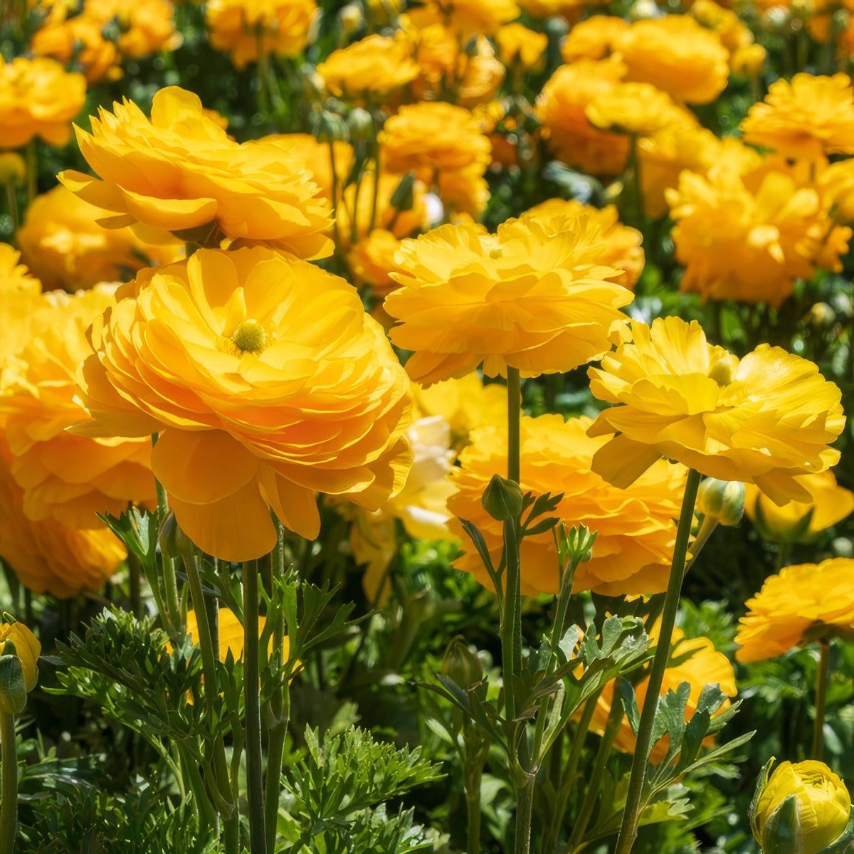 Ranunculi Yellow 2 Pkranyel 2025 - Garden Express Australia