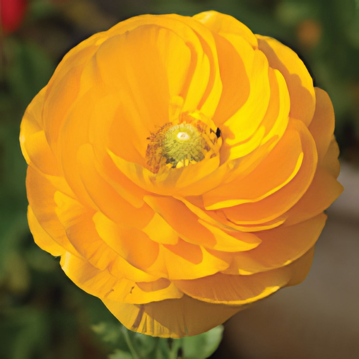 Ranunculi Yellow Pkranyel 2020 - Garden Express Australia