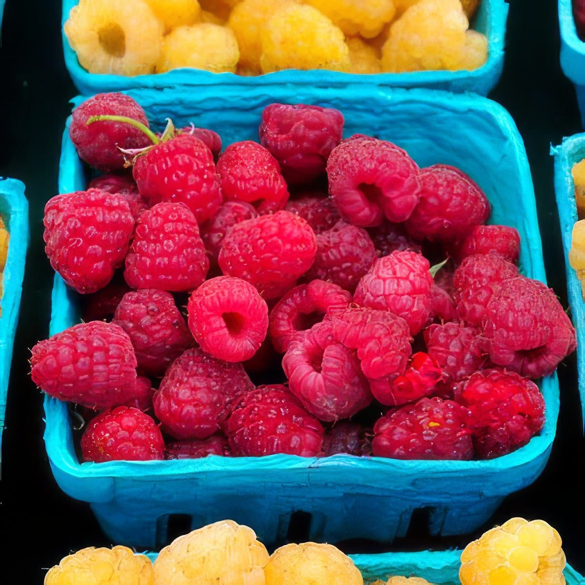 Raspberry Heritage Pkrasher - Garden Express Australia