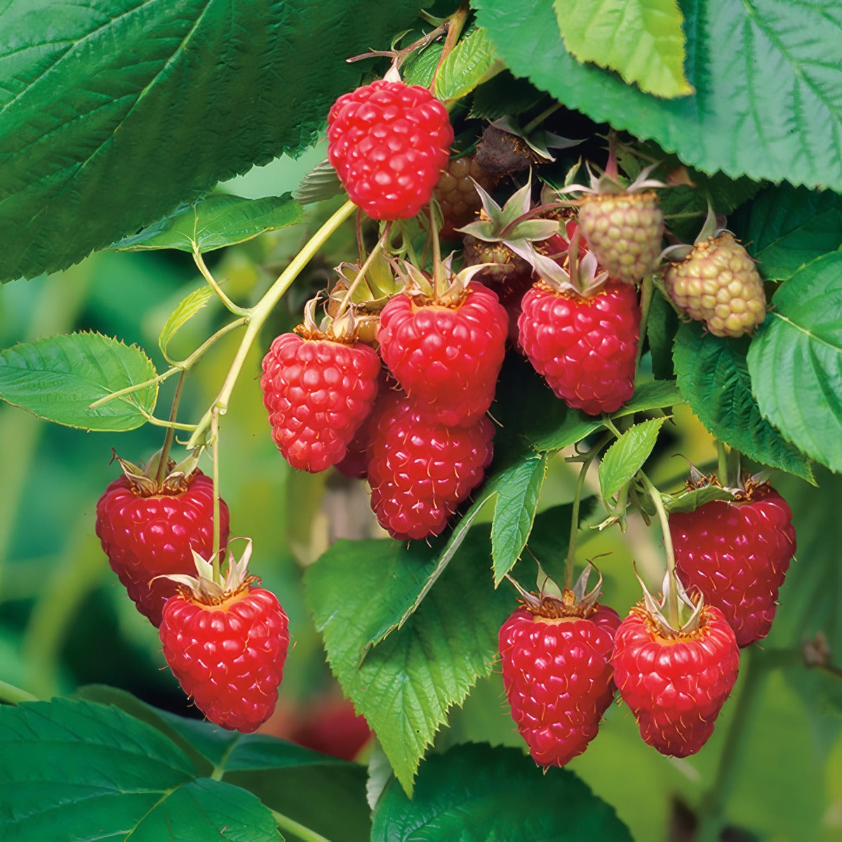 Raspberry Tulameen P75rastul - Garden Express Australia
