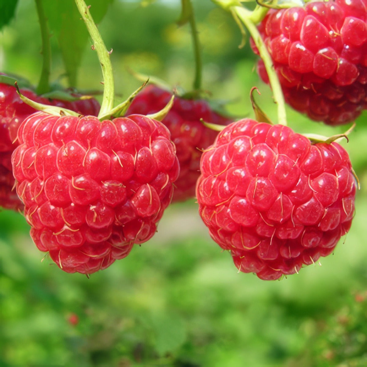 Raspberry St 76606609 15 - Garden Express Australia