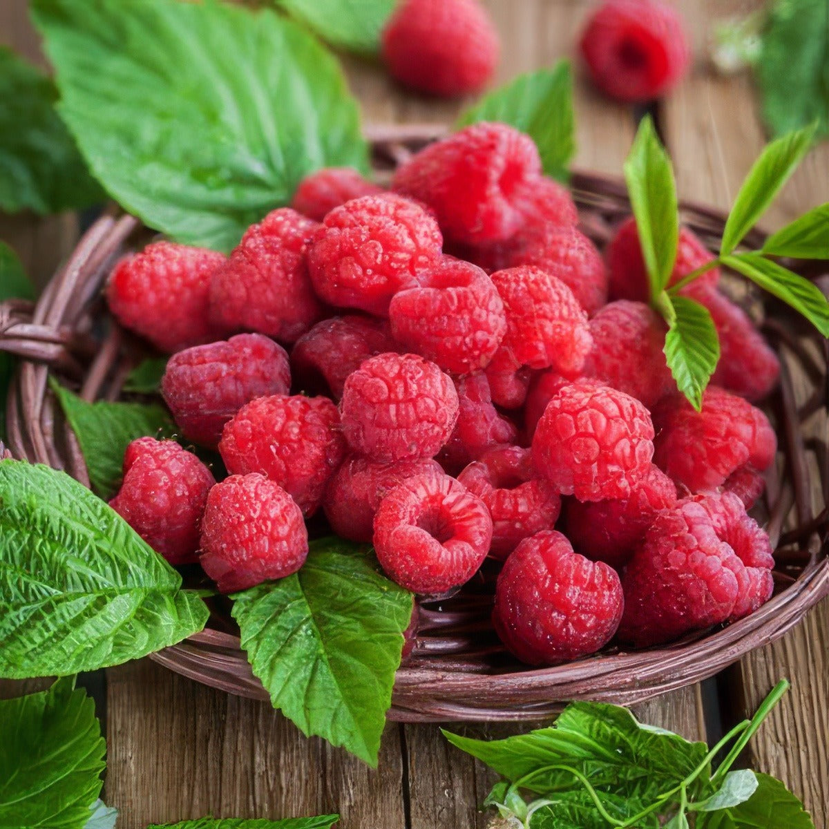 Raspberry Nootka Pkrasnoo - Garden Express Australia