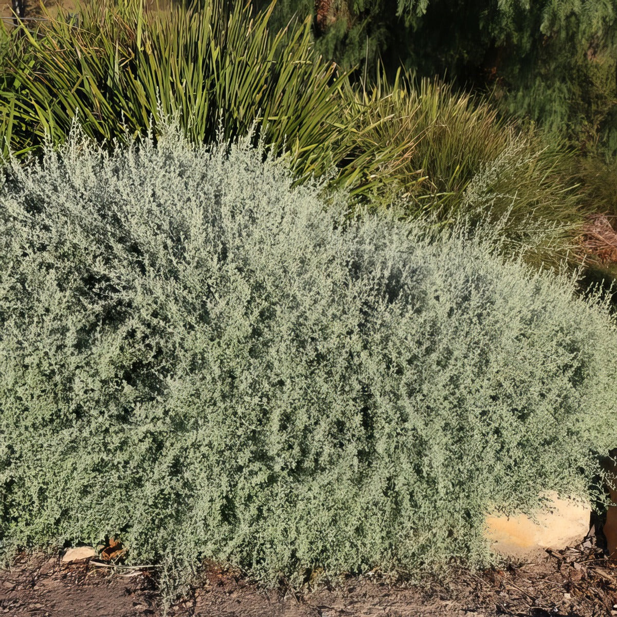 Rhagodia Aussie Flat Bush Lporhaafb - Garden Express Australia