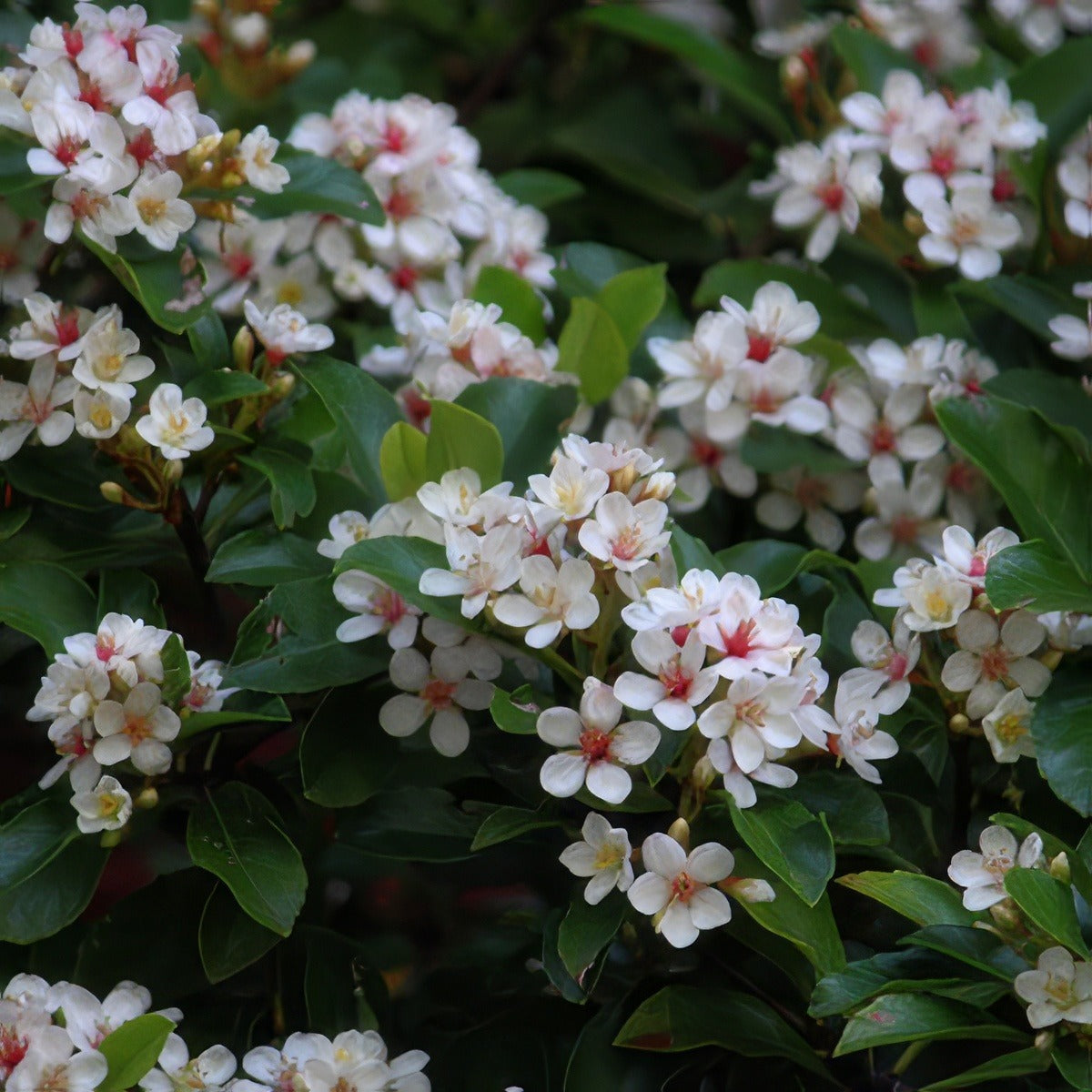 Rhaphiolepis Snow Maiden Pplrhasma - Garden Express Australia