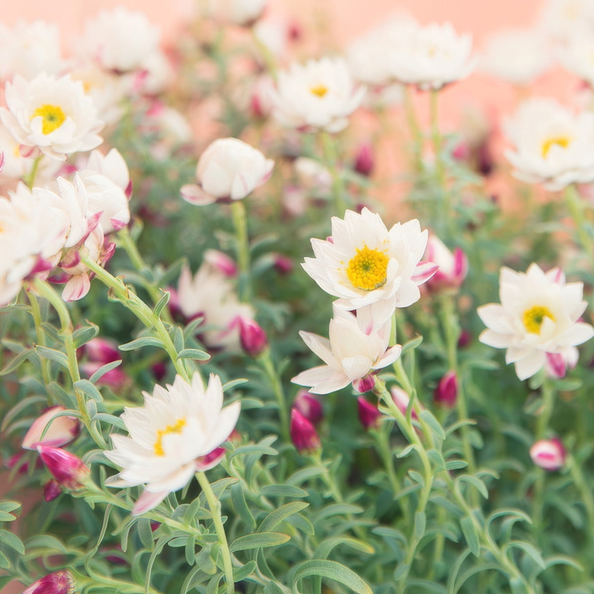 Rhodanthe Paper Daisy P68rhopda - Garden Express Australia