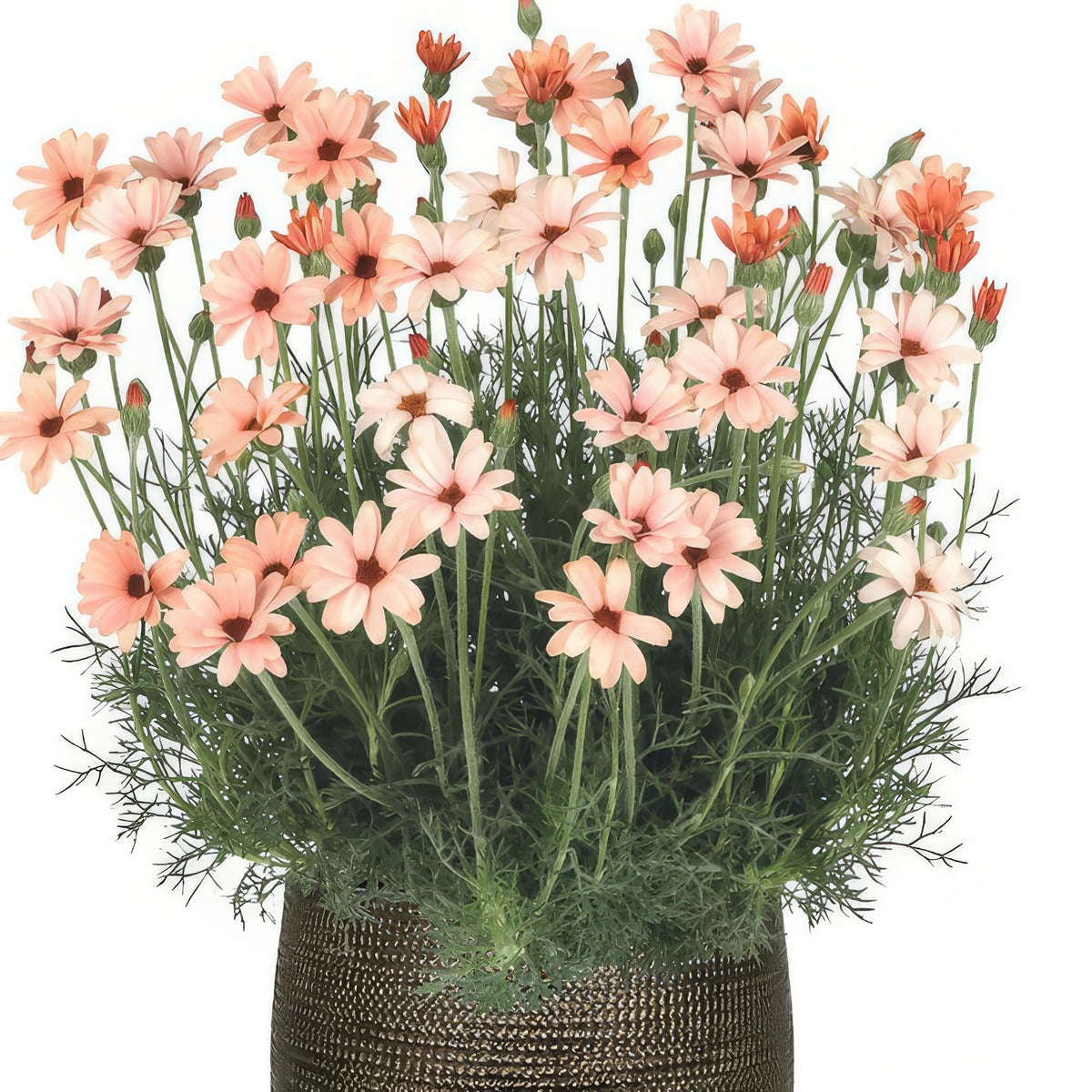 Rhodanthemum Zagora Orange - Garden Express Australia