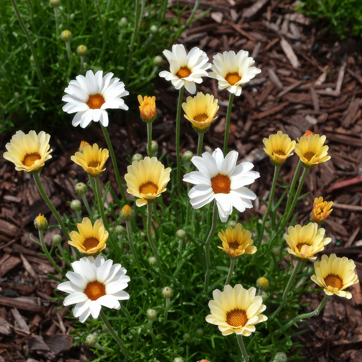 Rhodanthemum Zagora Yellow - Garden Express Australia
