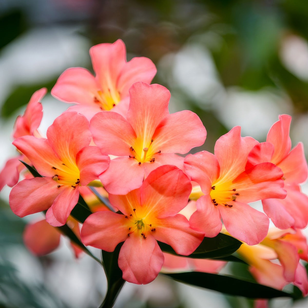 Vireya Rhododendron Coral Seas P14vircse - Garden Express Australia