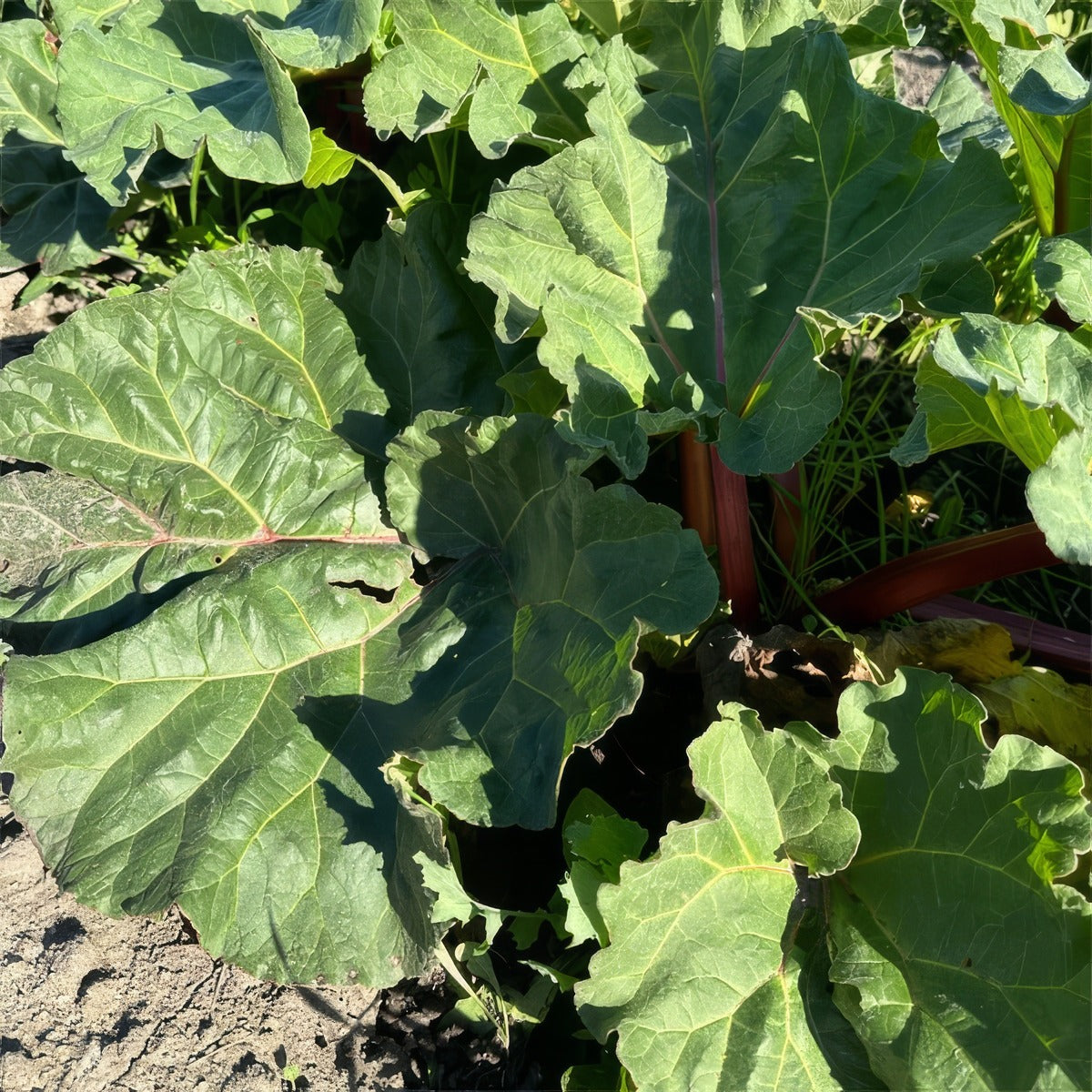 Rhubarb Crimson Giant Pkrhucgi - Garden Express Australia