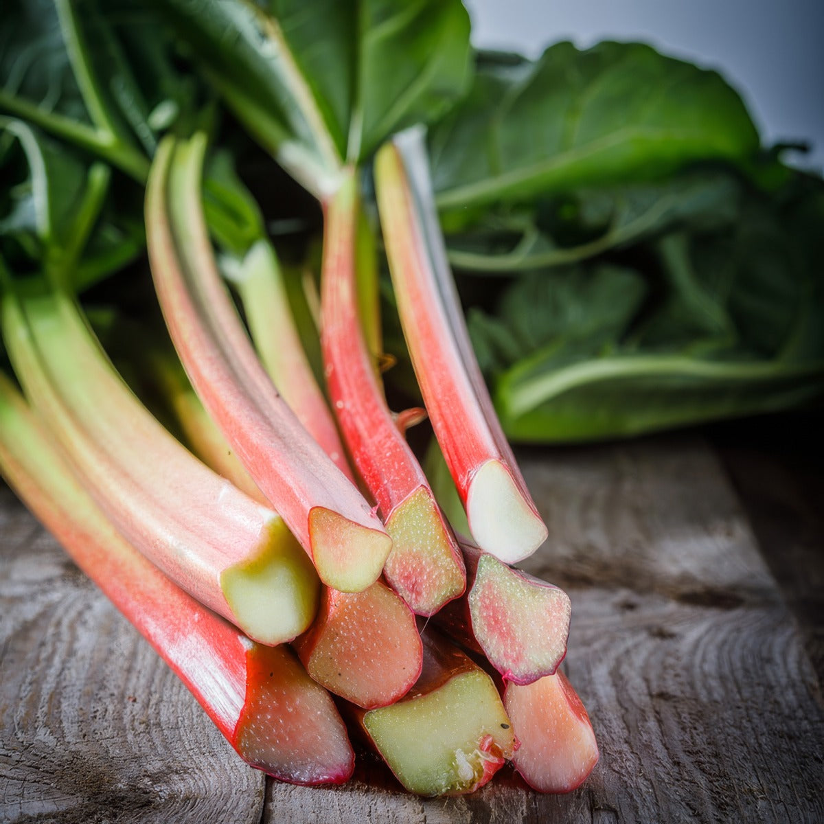 Rhubarb Giant Victoria Pkrhugvi5 - Garden Express Australia