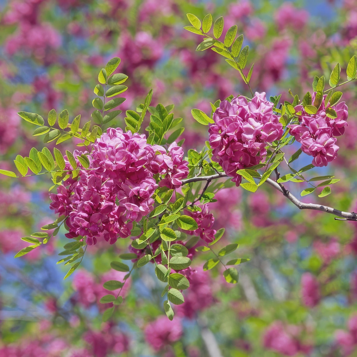 Robinia Casque Rouge - Garden Express Australia