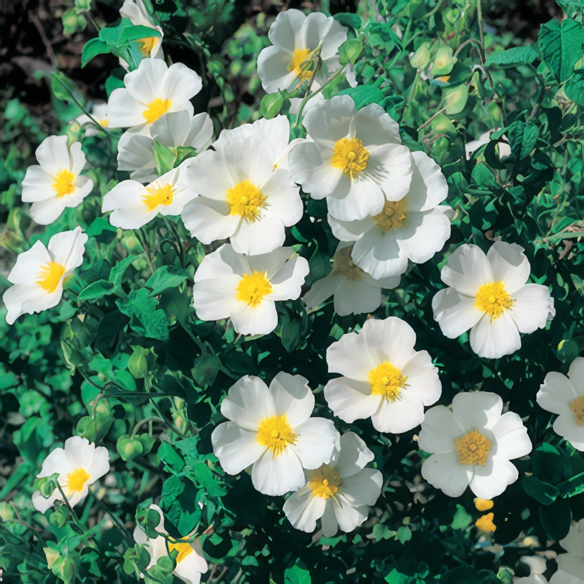 Rock Rose Sage Leaf 15 - Garden Express Australia
