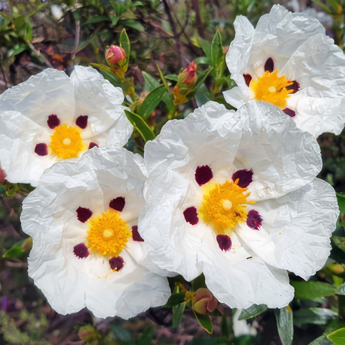 Rock Rose Gum Lporrogum - Garden Express Australia