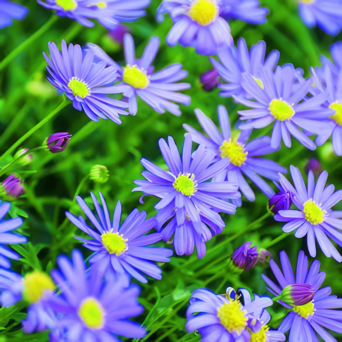 Rock Daisy 11 - Garden Express Australia