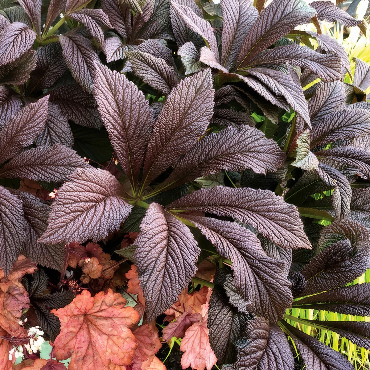 Rodgersia Bronze Peacock - Garden Express Australia