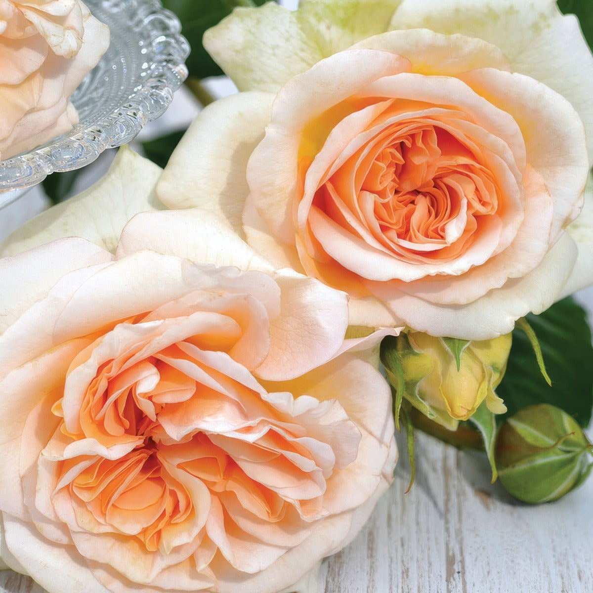 Rose Fragrant Showpiece Champagne P10rossch - Garden Express Australia