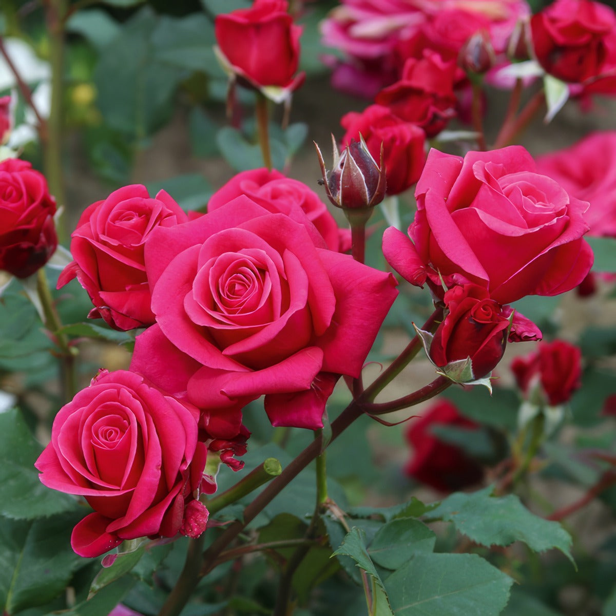 Rose Fragrant Showpiece Lipstick P10rosslp - Garden Express Australia