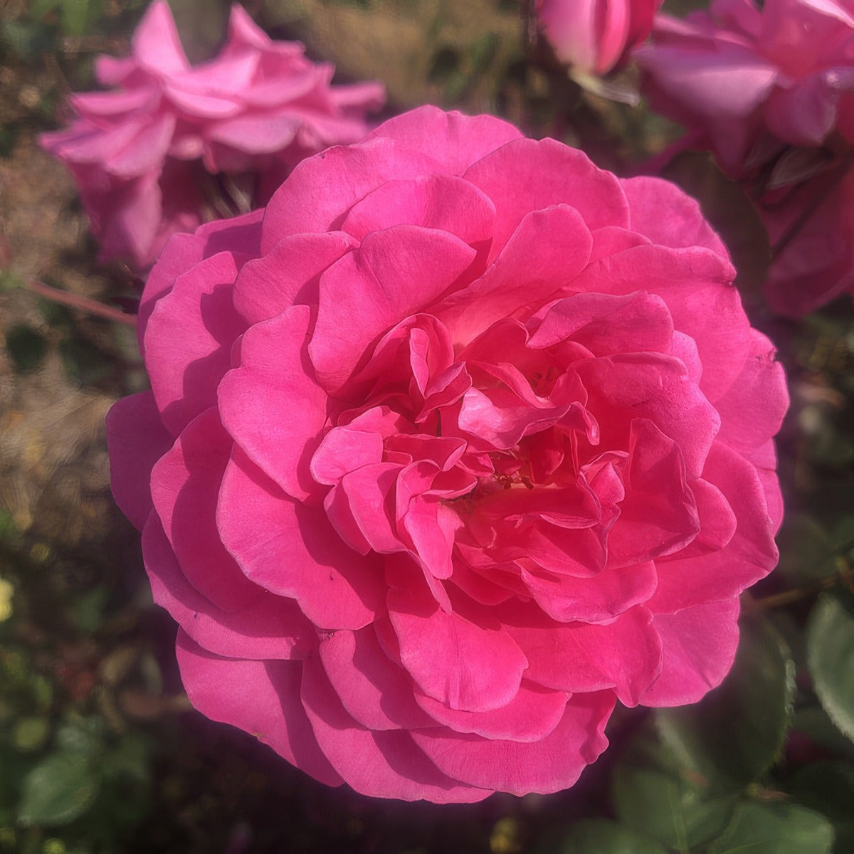 Brindabella Rose Purity - Garden Express Australia