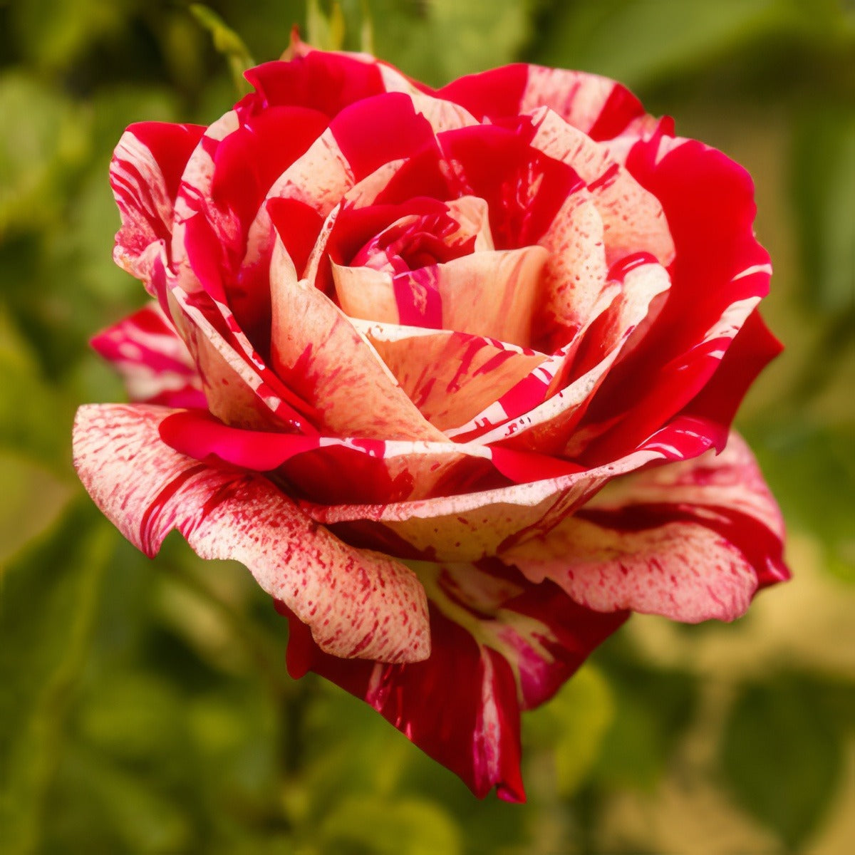 Brindabella Raspberry Tiger Rosbrti - Garden Express Australia
