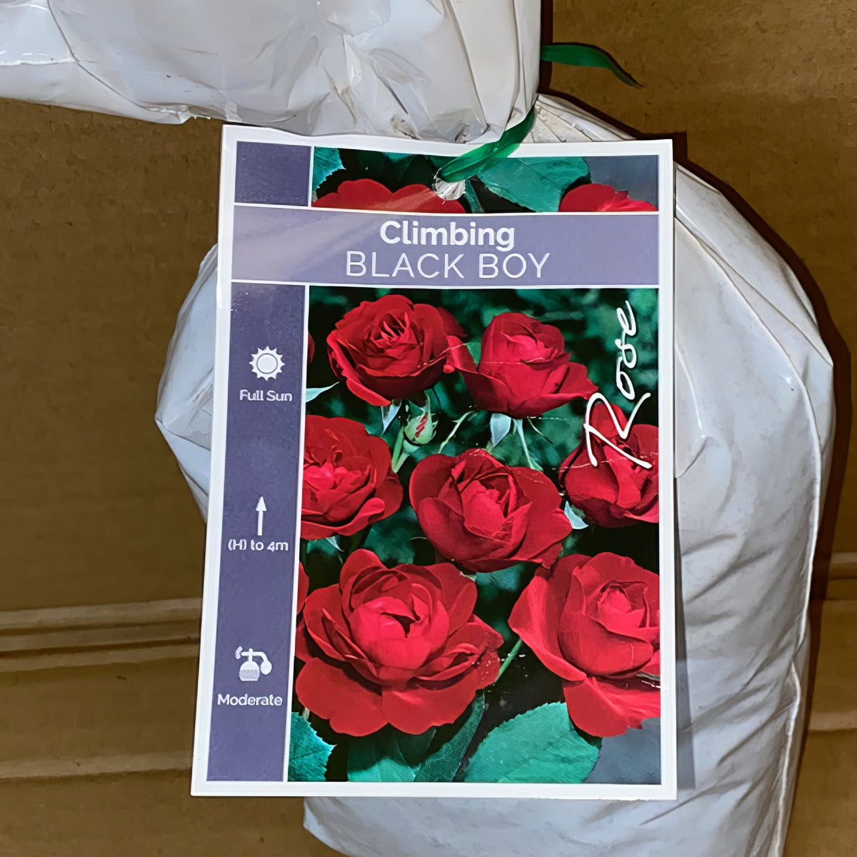 Rose Black Boy Roscbbo 2 - Garden Express Australia