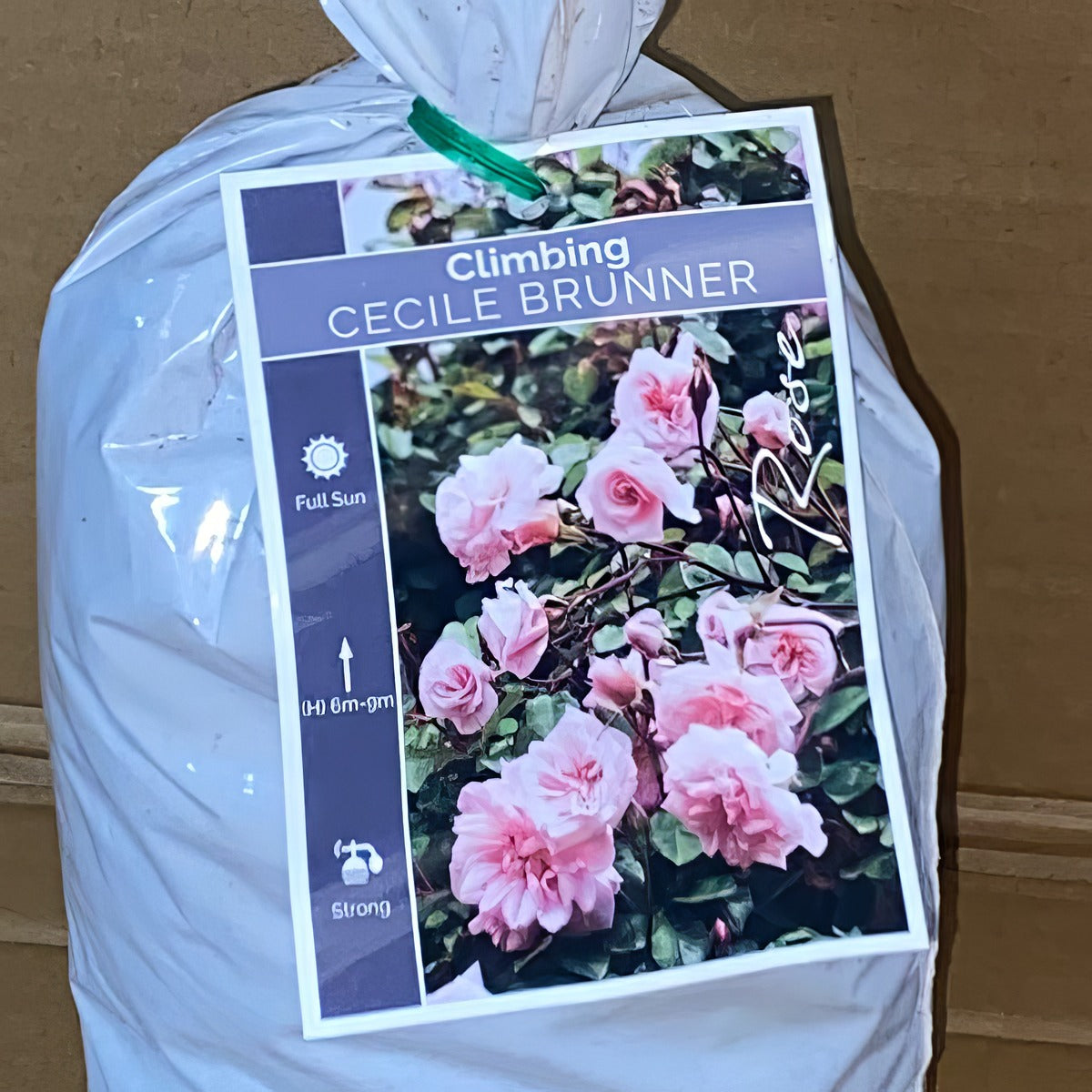 Climbing Rose Cecile Brunner Rosccbr 2 - Garden Express Australia