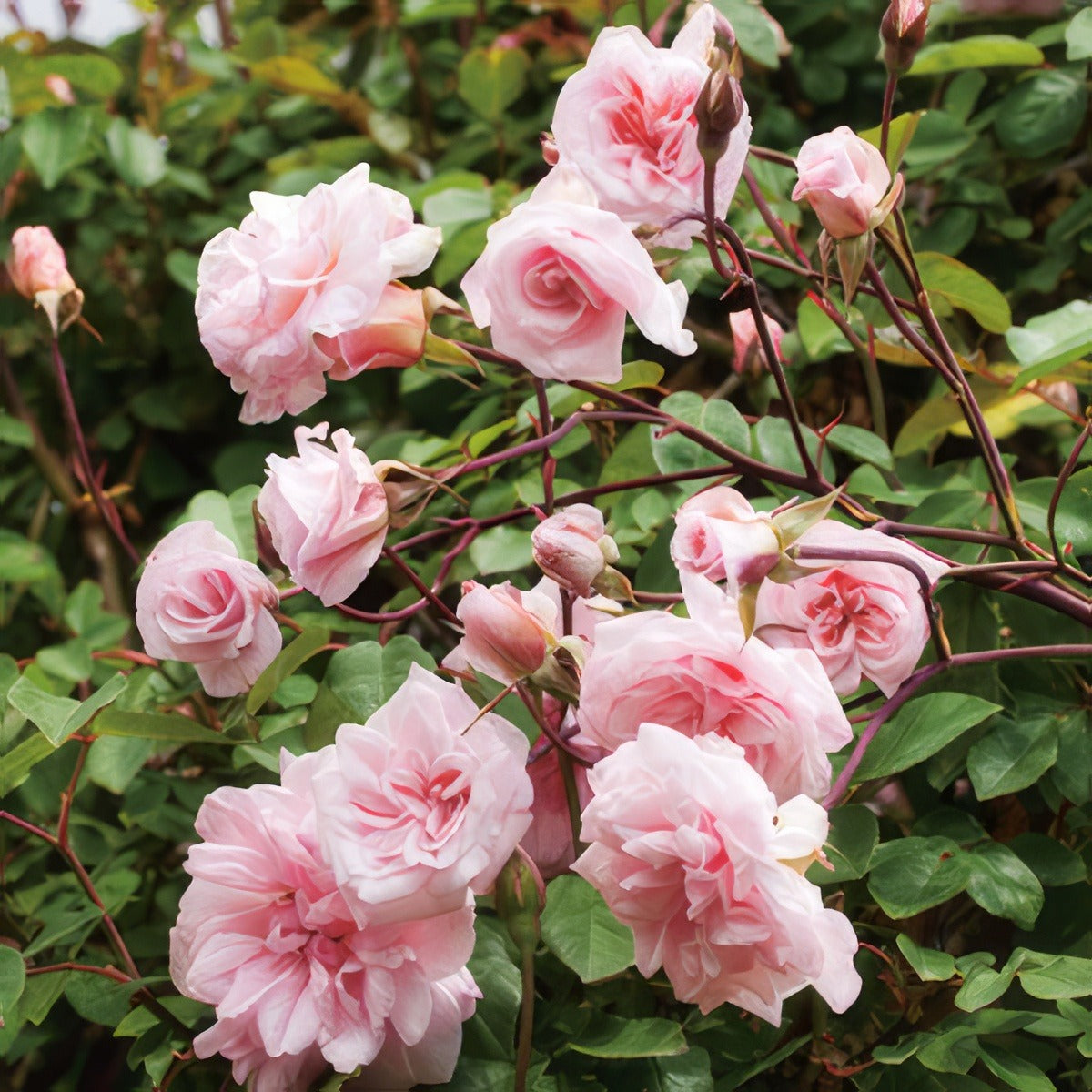 Climbing Rose Cecile Brunner Rosccec - Garden Express Australia