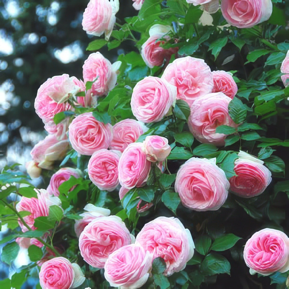 Climbing Rose Cinderella Rosccin - Garden Express Australia