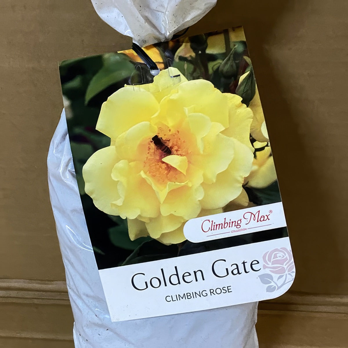 Rose Golden Gate Roscgga 2 - Garden Express Australia