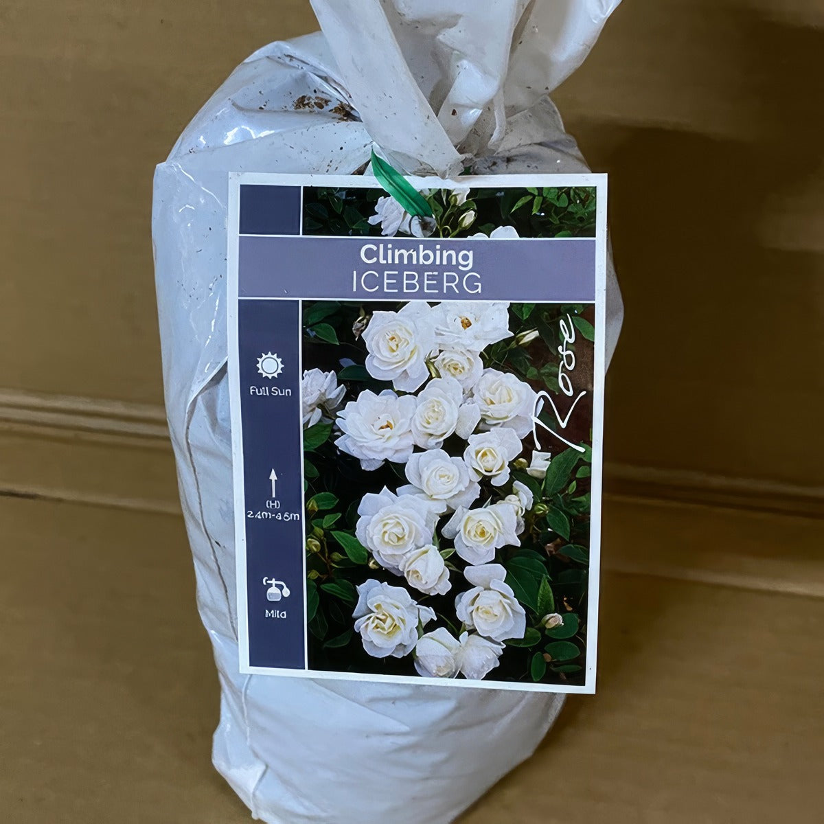 Climbing Rose Iceberg Roscice 1 - Garden Express Australia