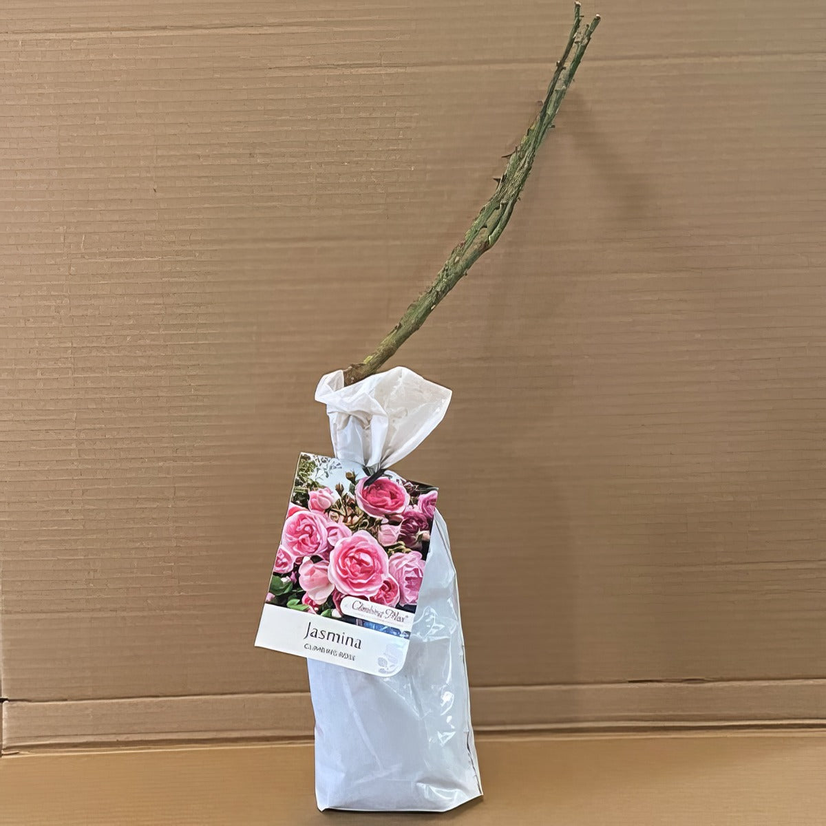 Climbingrose Jasmina Roscjas 1 - Garden Express Australia