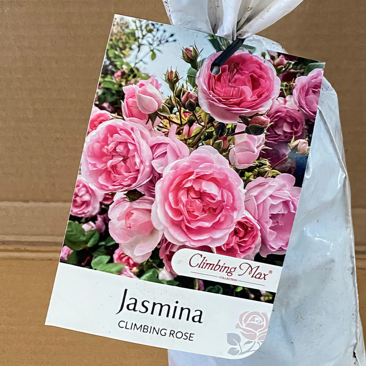 Climbingrose Jasmina Roscjas 2 - Garden Express Australia