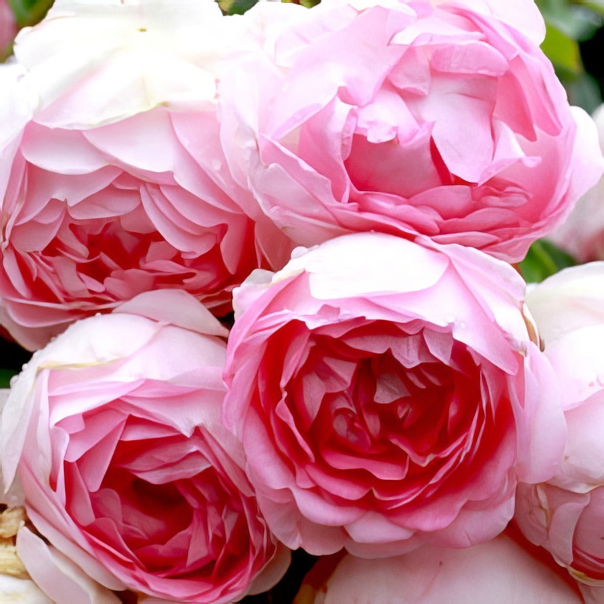 Rose Jasmina16l - Garden Express Australia