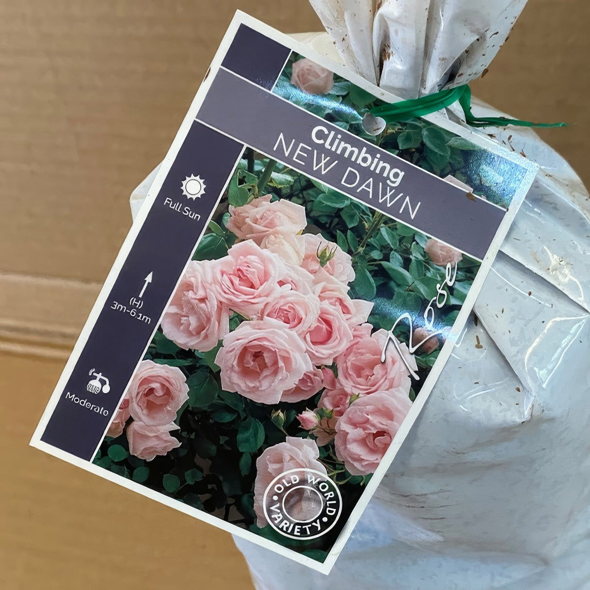 Climbingrose New Dawn Roscnda 2 - Garden Express Australia