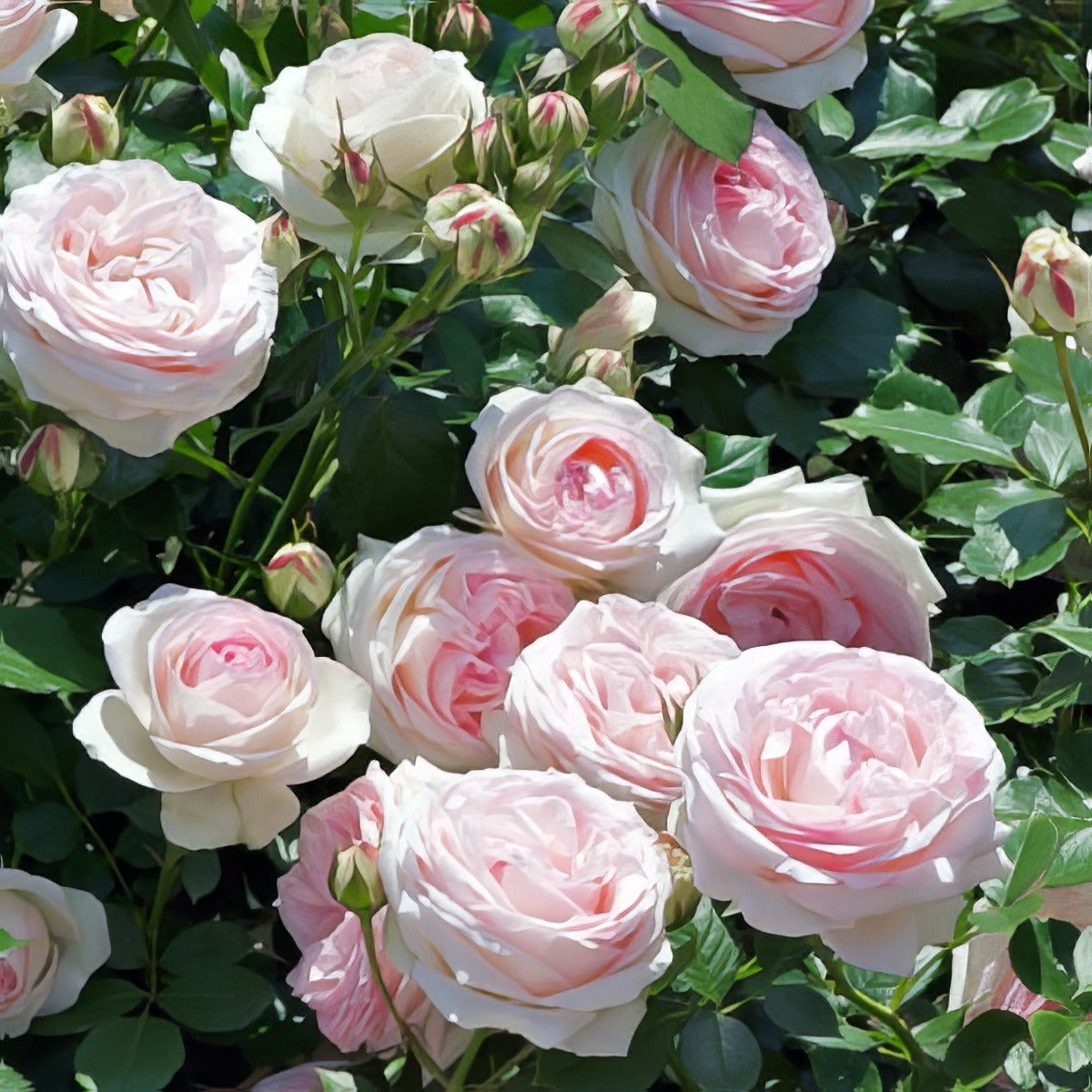 Climbing Rose Pierre De Ronsard 2017 Roscpdr - Garden Express Australia
